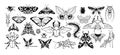 Beetles and butterflies set. Species exotic insects in detailed vintage style fly: moth, bug, ladybug, dragonfly