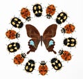 Beetles and Butterfly Royalty Free Stock Photo