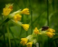 Beetles Cantharis rustic on flowers of primroses Primula veris Royalty Free Stock Photo