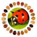 Beetles. Circular design with ladybugs ladybird beetles Coleoptera: Coccinellidae. Color biodiversity. Isolated