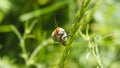 Beetles are copulating on cereal ear, side view Royalty Free Stock Photo