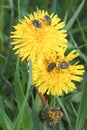 Beetles crawl over a dandelion flower. Flowers and insects. Tropinota hirta. Close-up of Tropinota hirta or Epicometis hirta