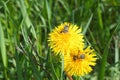 Beetles crawl over a dandelion flower. Flowers and insects. Tropinota hirta. Close-up of Tropinota hirta or Epicometis hirta