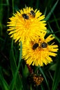 Beetles crawl over a dandelion flower. Flowers and insects. Tropinota hirta. Close-up of Tropinota hirta or Epicometis hirta