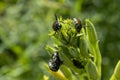 Beetles eating plants