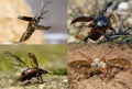 Beetles in flight composite Royalty Free Stock Photo