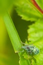 beetles on the grass