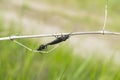 Beetles on the grass