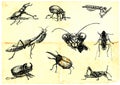 Beetles and insects