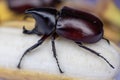 Beetles, Insects, Bugs are a group of insects form the order Coleoptera,Animal samples for education.