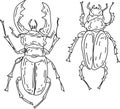 Beetles insects illustration hand drawn set isolated on white background nature animals ink line engraving