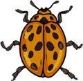 Beetles insects separately on a white background coloring book for children sketch doodle hand
