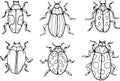 Beetles insects set separately on a white background coloring book for children sketch doodle hand drawn