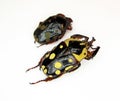 Beetles isolated on white. Black yellow Cheirolasia burkei close up macro, collection beetles, cetoniidae