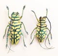 Beetles isolated on white. Blue longhorn beetles Sternotomis bohemani macro, cerambycidae, collection beetles