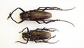 Beetles isolated on white. Colorful longhorn Batocera rosenbergi macro close up, collection beetles