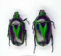 Beetles isolated on white. Green black african, flower beetle, Tmesorrhina alpestris isolated, Collection beetles, Cetoniidae,