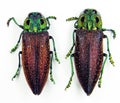 Beetles isolated on white. Jewel beetles Lampropelpa rotschildi. Dark red green color. Buprestidae. Coleoptera.