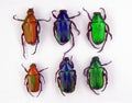 Beetles isolated on white. Multicolored flower beetles Pygora sanguineomarginata macro. Collection beetles, insects, Cetoniidae.