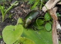 Beetles known as Anomala cuprea or cupreous chafer is crawling on aromatic ginger leaf Royalty Free Stock Photo