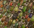 Beetles of Many Colors, MontrÃÂ©al Insectarium Royalty Free Stock Photo