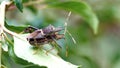 Beetles mating on a leaf Royalty Free Stock Photo