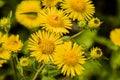 Beetles mating on yellow flower Royalty Free Stock Photo