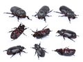 Beetles in nature ,Rhino beetle Dynastinae on white Royalty Free Stock Photo