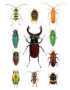 Beetles Royalty Free Stock Photo