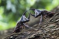 Beetles : Siamese rhinoceros beetle Royalty Free Stock Photo