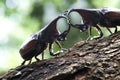 Beetles : Siamese rhinoceros beetle Royalty Free Stock Photo