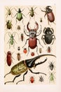 Beetles. Vintage animal illustration. Natural History. Zoological Chart. Ca1890