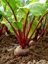 Beetroot Royalty Free Stock Photo