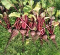 Beetroot Royalty Free Stock Photo