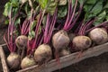 Beetroot autumn harvest in wooden box on soil in garden close up. Fresh raw organic beetroots vegetables Royalty Free Stock Photo