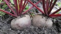 Beetroot Beta vulgaris close-up. harvest time