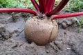 Beetroot Beta vulgaris in the garden . vegetable close up.