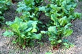 Beetroot or Beta vulgaris plants with large thick green leaves and dark red stems growing in local urban garden Royalty Free Stock Photo