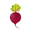 Beetroot. Cartoon flat style. Vegetarian fresh food.
