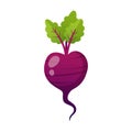 Beetroot Cartoon Illustration