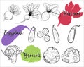 Beetroot, eggplant, broccoli, hand drawn illustration on white