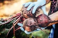 Beetroot in farmer hands in blue gloves Royalty Free Stock Photo