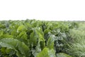 Beetroot in the field Royalty Free Stock Photo