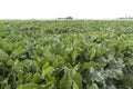 Beetroot in the field Royalty Free Stock Photo
