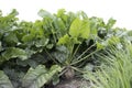 Beetroot in the field Royalty Free Stock Photo