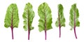 Beetroot foliage, beet leaves isolated on white background Royalty Free Stock Photo