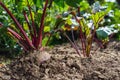 Beetroot with fresh leaves in the vegetable garden Royalty Free Stock Photo