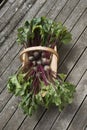 Beetroot freshly picked in a garden trug