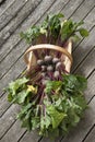 Beetroot freshly picked in a garden trug