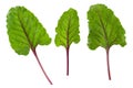 Beetroot green leaves, fresh beet leaf set isolated on white background with clipping path Royalty Free Stock Photo
